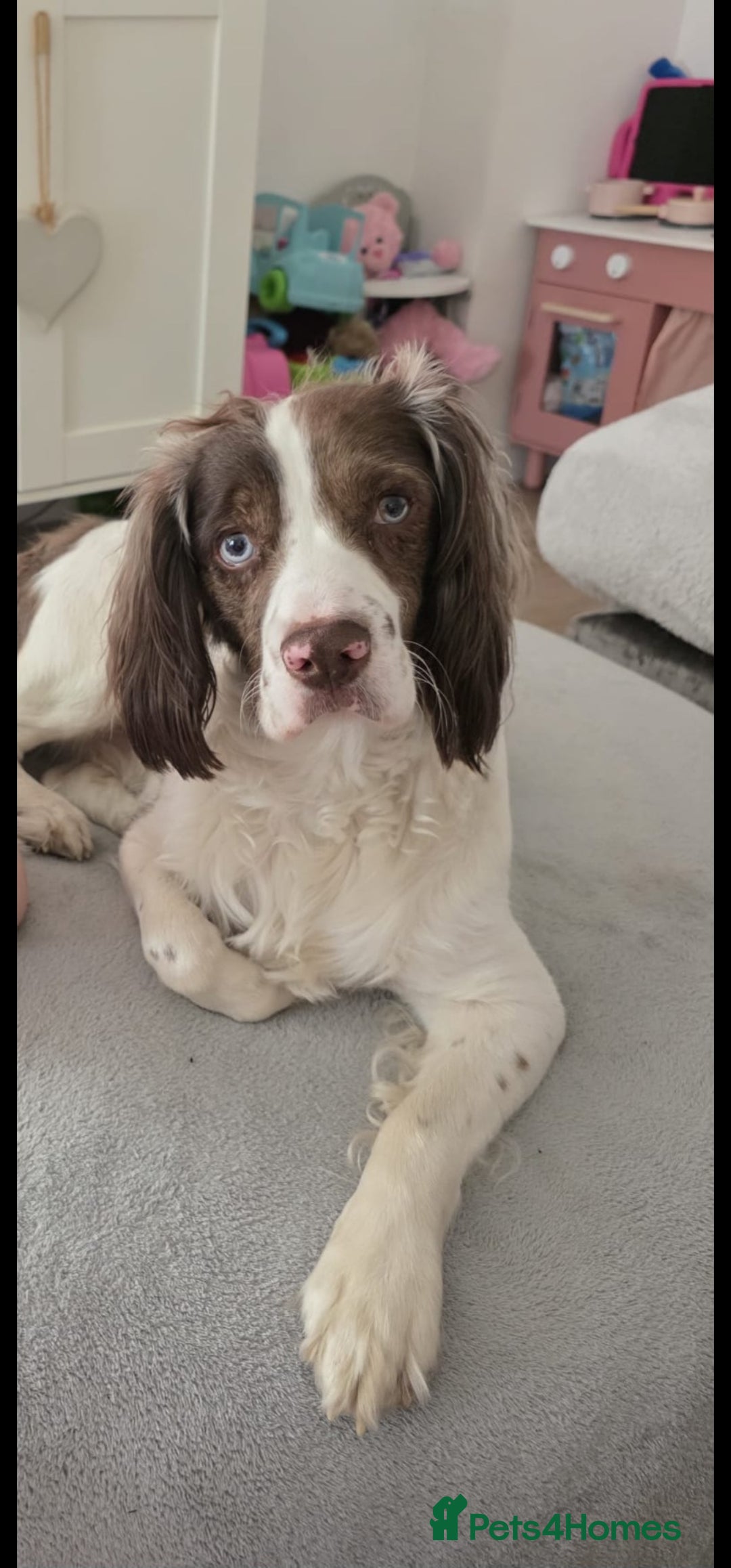 Cocker Spaniel dogs for stud: Cocker spaniel for stud  - Advert 2