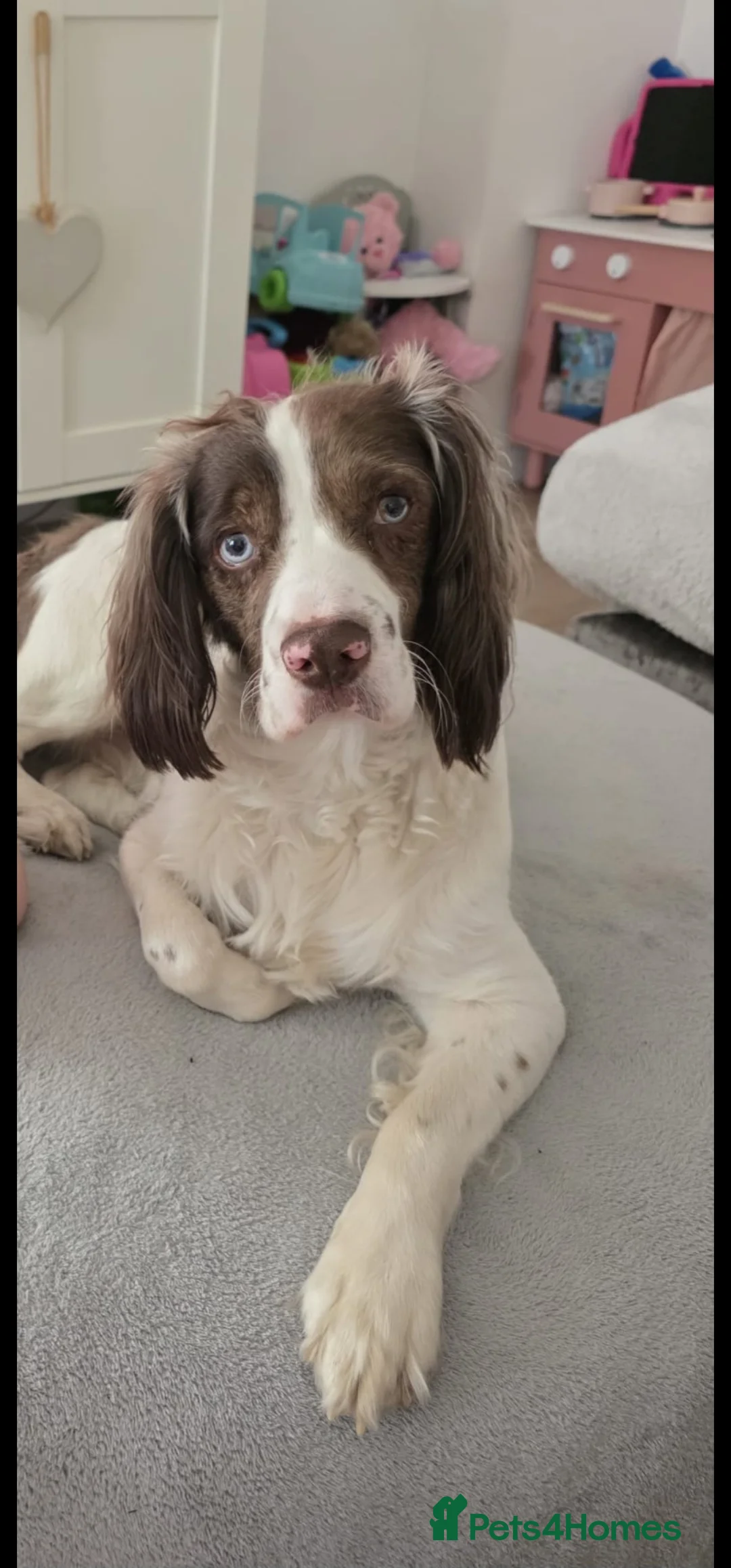 Cocker Spaniel dogs for stud: Cocker spaniel for stud  - Advert 2