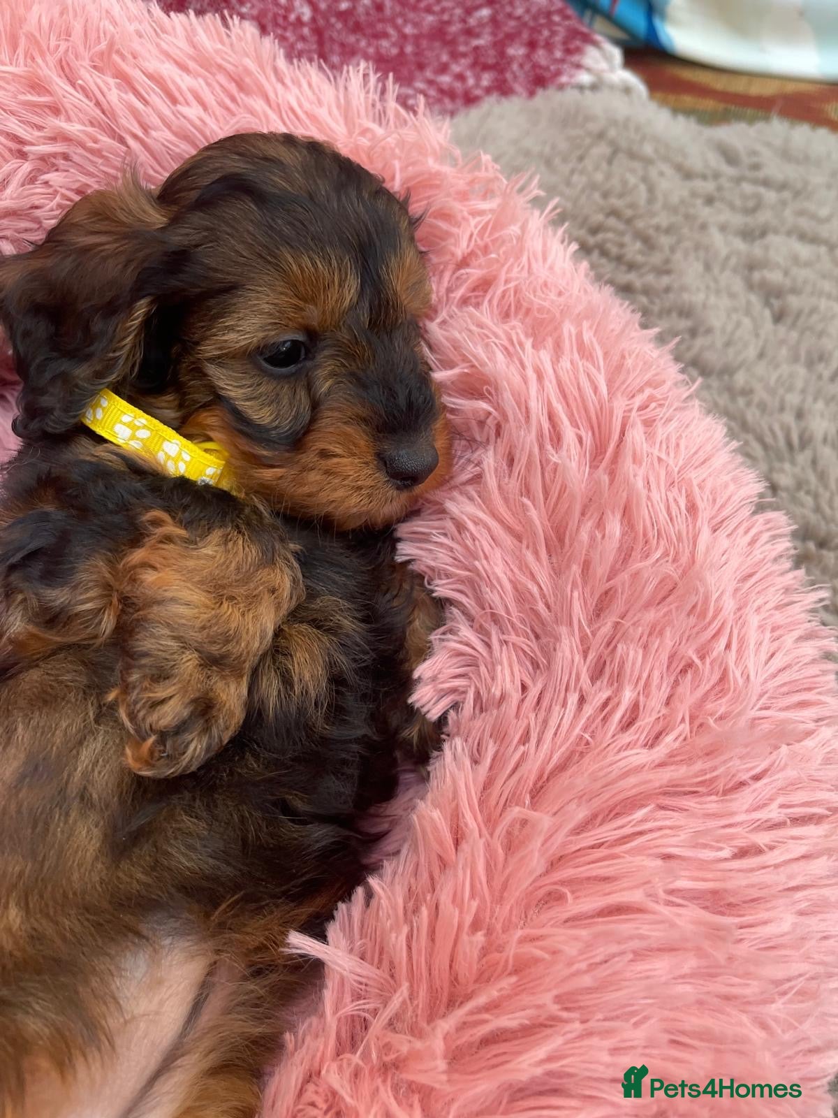 Doxiepoo dogs Doxipoo puppies - Advert 2