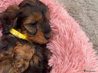 Doxiepoo dogs Doxipoo puppies - Advert 4