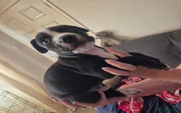 Mixed Breed dogs for sale: Litter of 7 beautiful puppies - Image 21