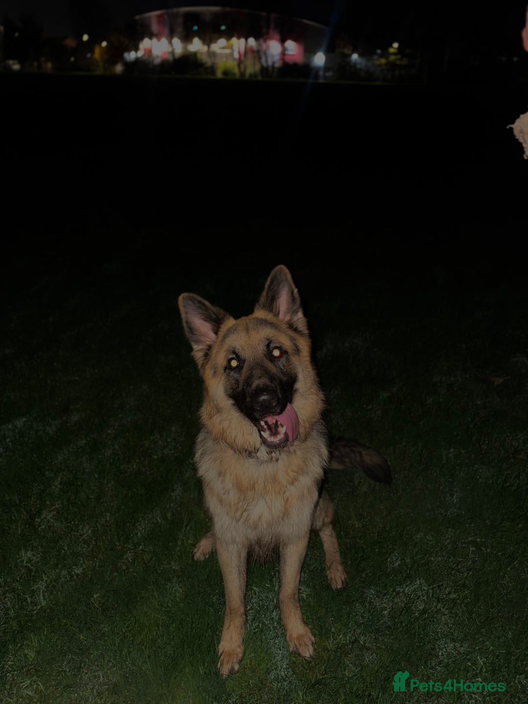 German Shepherd dogs for stud: German Shepherd Stud - Advert 7