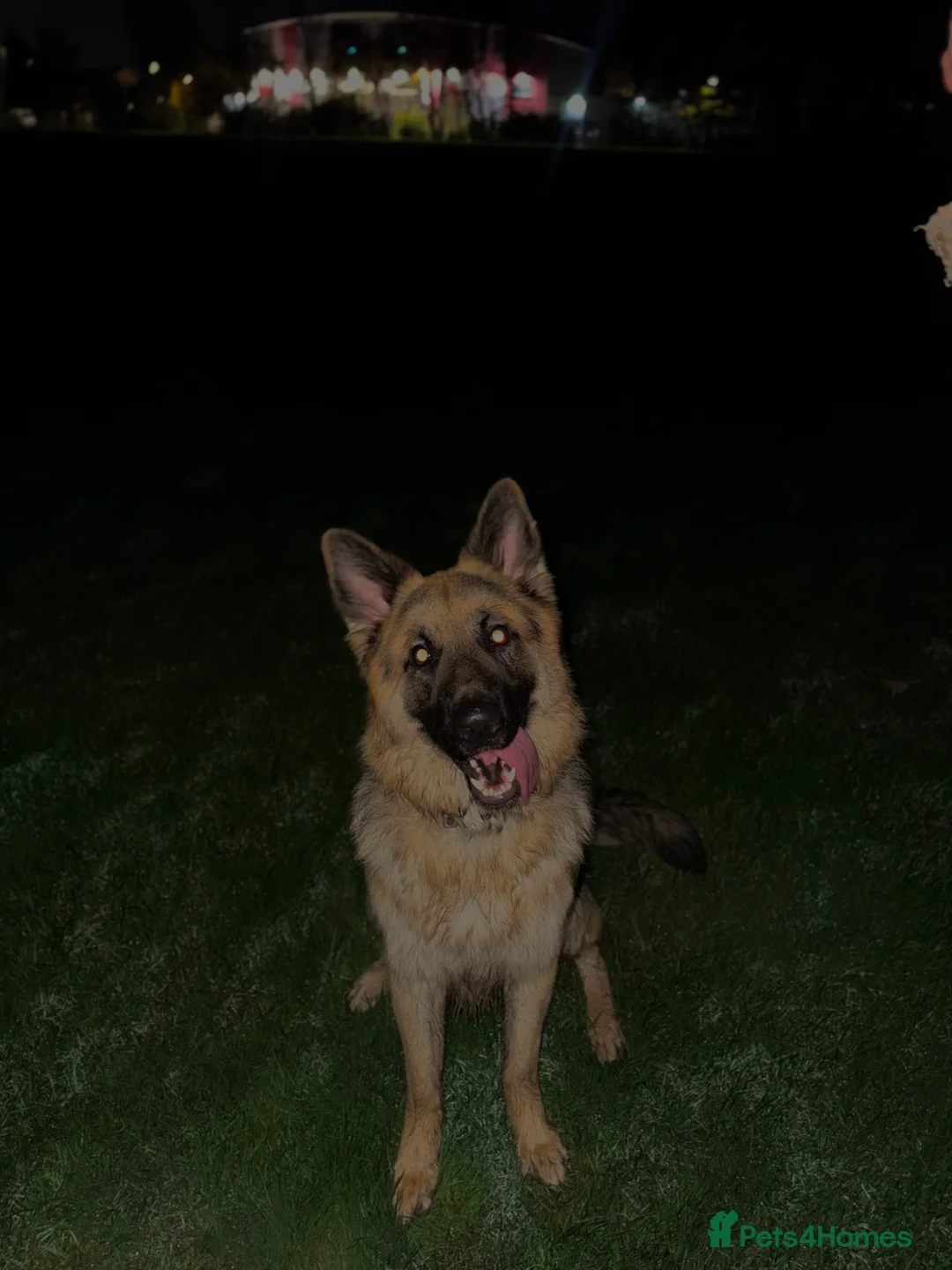 German Shepherd dogs for stud: German Shepherd Stud - Advert 7