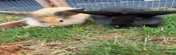 Mini Lion Lop rabbits for sale: Adorable bunnies for sale  - Advert 14