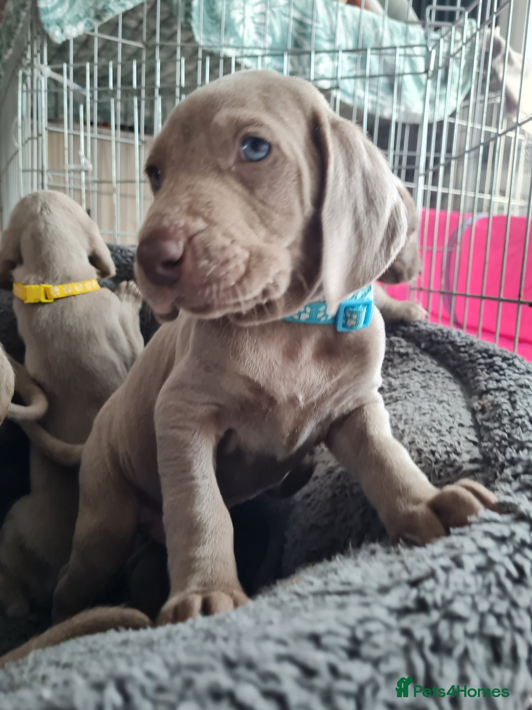 Weimaraner dogs for sale: KC reg Weimaraner pups - Image 6