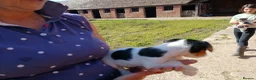 Jack Russell dogs for sale: Jack Russel puppies - Advert 10