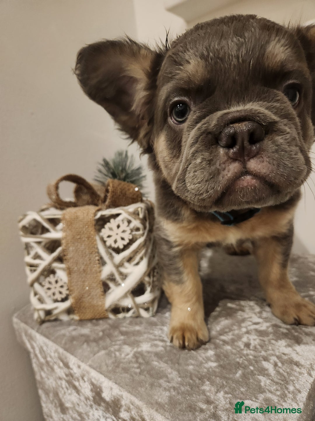 French Bulldog dogs for sale: Fluffy French bulldog puppies- strong bloodline. - Advert 21