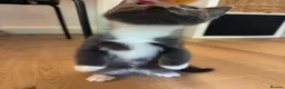 Mixed Breed cats for sale: Rare Gray/Grey Kitten - Advert 6