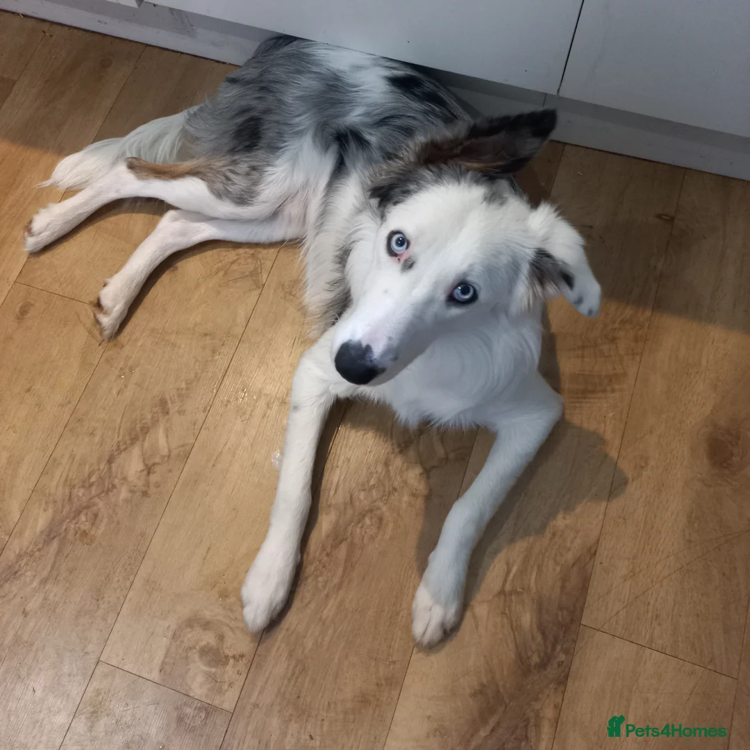 Australian Shepherd dogs for sale: 11 months old Australian Shepherd for sale - Advert 1