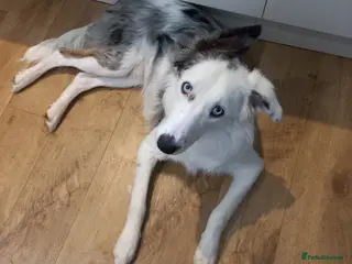 Australian Shepherd dogs 11 months old Australian Shepherd for sale - Advert 12