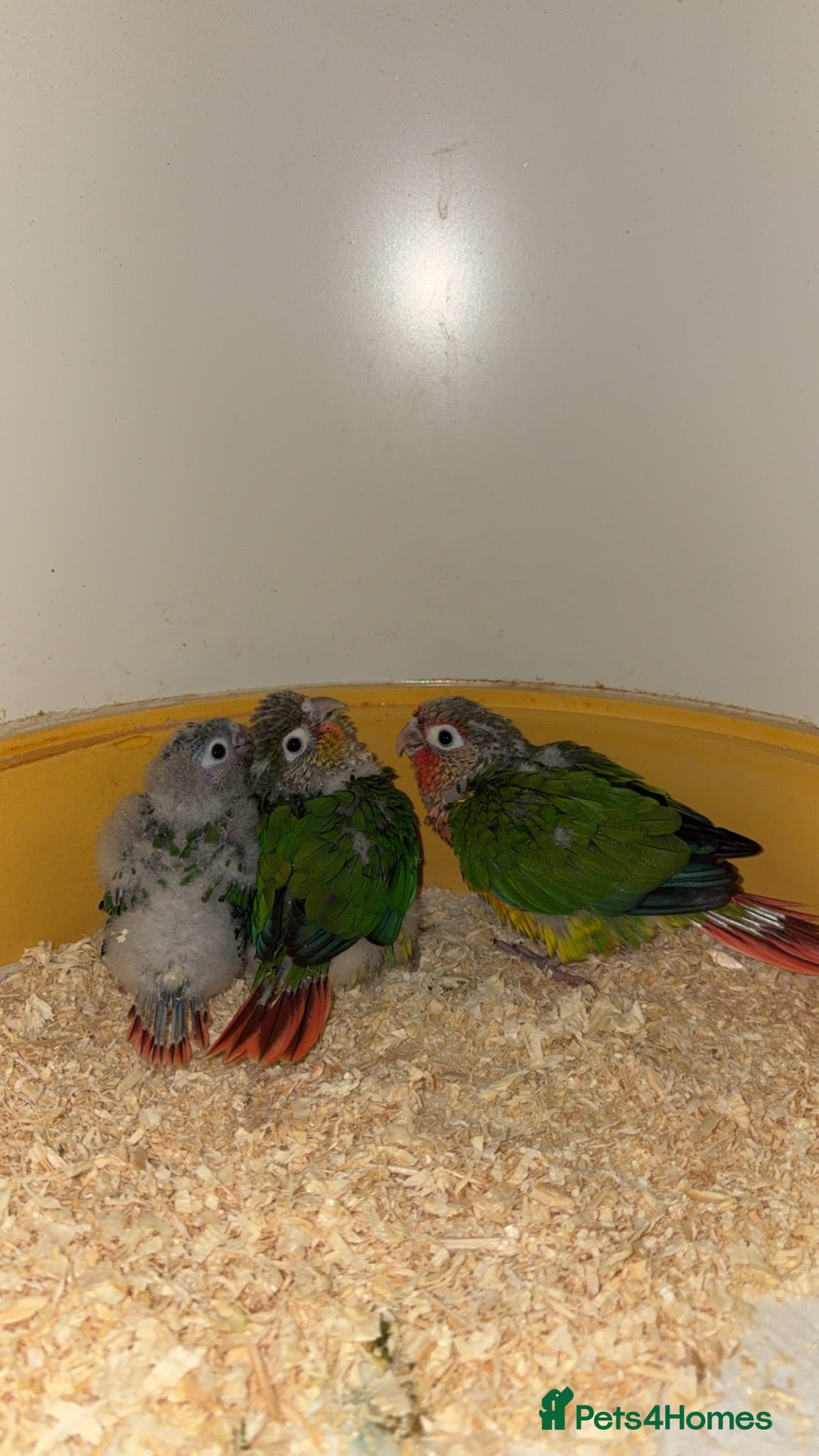 Conures birds 2 Green Cheek Conures  - Advert 2