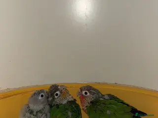 Conures birds 2 Green Cheek Conures - Advert 16