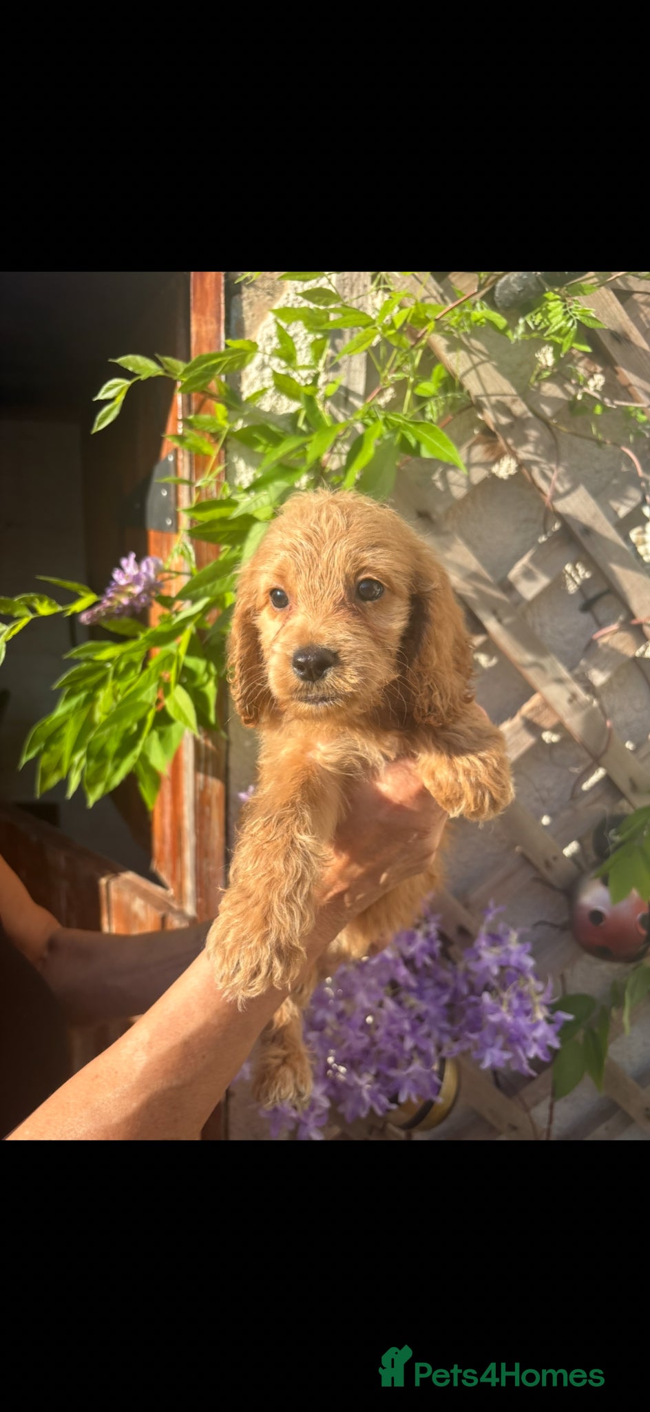 Cockapoo dogs Only 2 left available 🐶 F1 cockapoos  - Advert 2