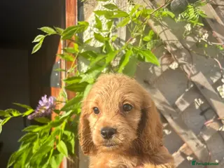 Cockapoo dogs Only 2 left available 🐶 F1 cockapoos - Advert 2