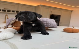 Cane Corso dogs for sale: Beautiful Cane Corso Puppies - Image 9