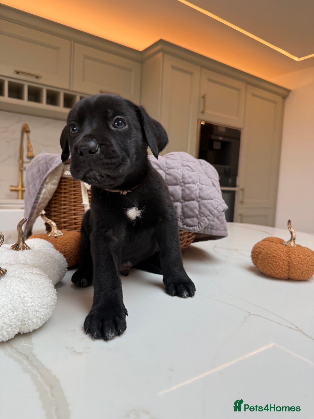 Cane Corso dogs for sale: Beautiful Cane Corso Puppies - Image 9