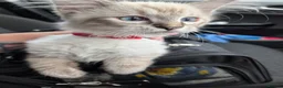 Ragdoll cats for sale: Ragdoll Kitten  in Bridgwater - Advert 3