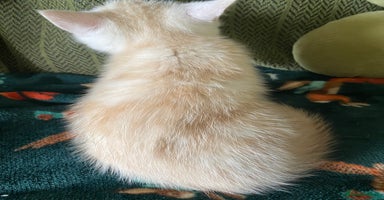 Mixed Breed cats - Advert 7