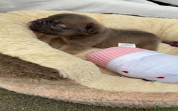 French Bulldog dogs for sale: Visual fluffy rope French bulldog puppies - Image 11