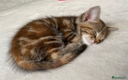 Mixed Breed cats for sale: Beautiful kittens ready for loving new homes.  - Image 1