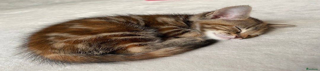 Mixed Breed Kitten 6