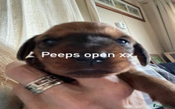 Dachshund dogs for sale: Excellence in every paw print Exceptional litter.  - Image 5