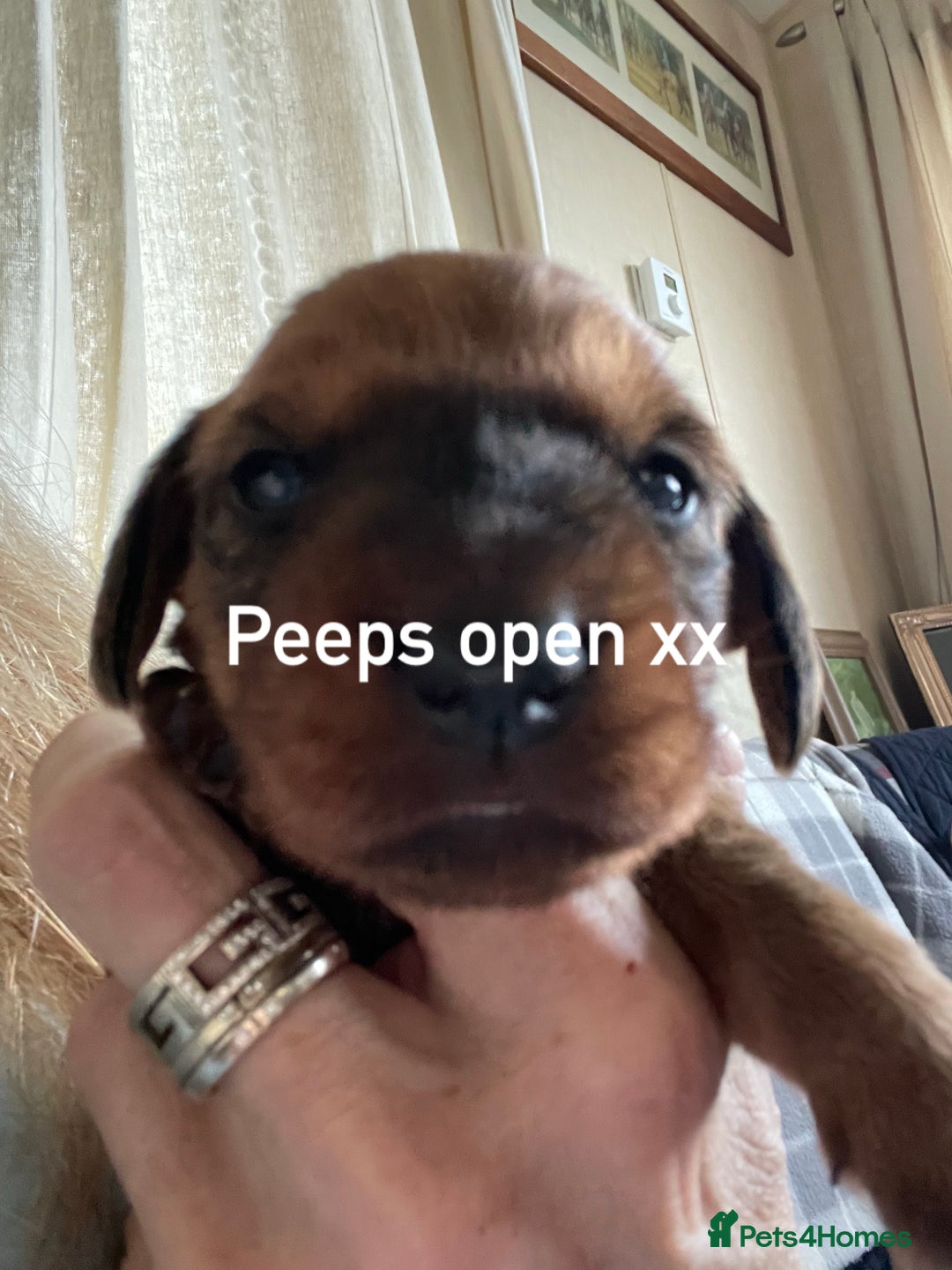 Dachshund dogs for sale: Excellence in every paw print Exceptional litter.  - Image 5