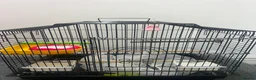 Budgerigars birds for sale: BIRD CAGE  - Advert 1