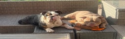 American Bully dogs for sale: BIGGA BULLZ Lilac/Tan micro exotic bully girl - Advert 6