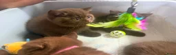 British Shorthair cats for sale: British Short Hair Chocolate Kittens in Stoke-on-Trent - Advert 6