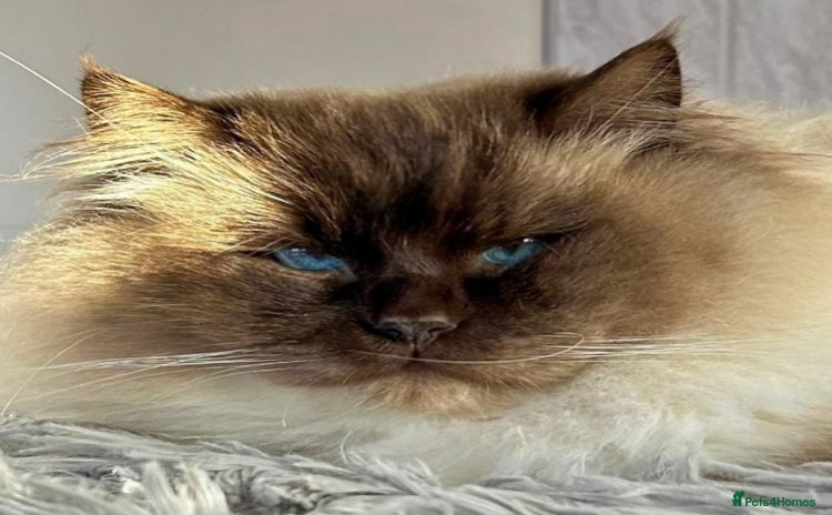 Ragdoll cats TICA registered champion line ragdoll kittens.  - Advert 13