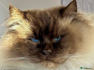 Ragdoll cats TICA registered champion line ragdoll kittens. - Advert 9