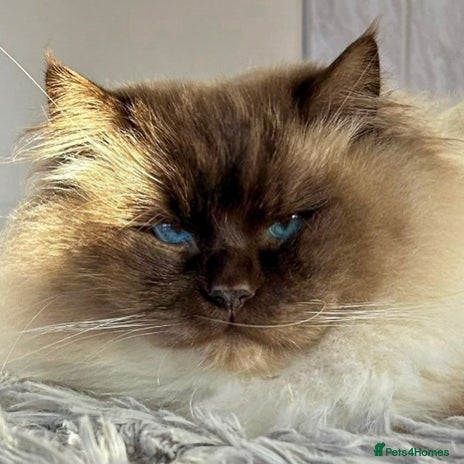 Ragdoll cats TICA registered champion line ragdoll kittens. - Advert 1