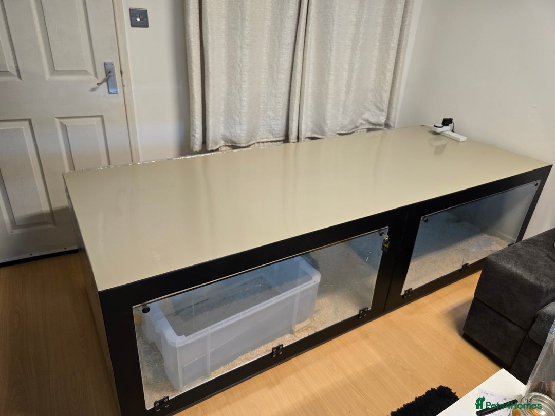 Python Snake reptiles for sale: Snake for sale - Image 9