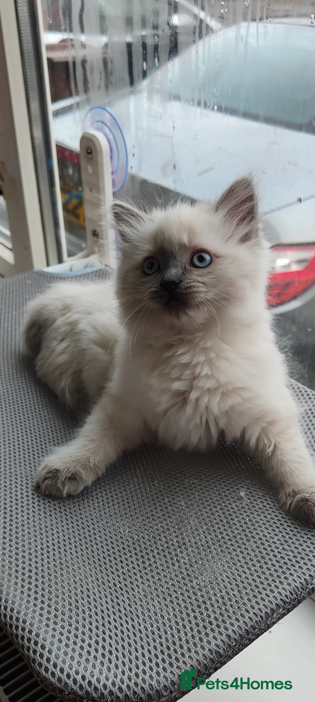 Ragdoll cats for stud: Ragdoll for Stud - Advert 10