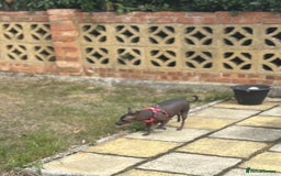 Mexican Hairless dogs for sale: Mexican Hairless, mini - Image 2