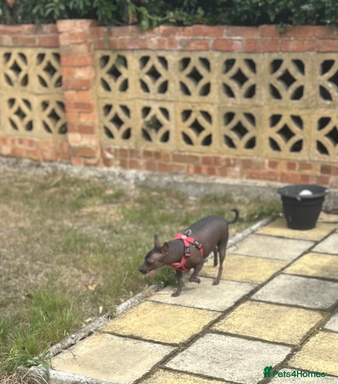 Mexican Hairless dogs for sale: Mexican Hairless, mini - Image 2
