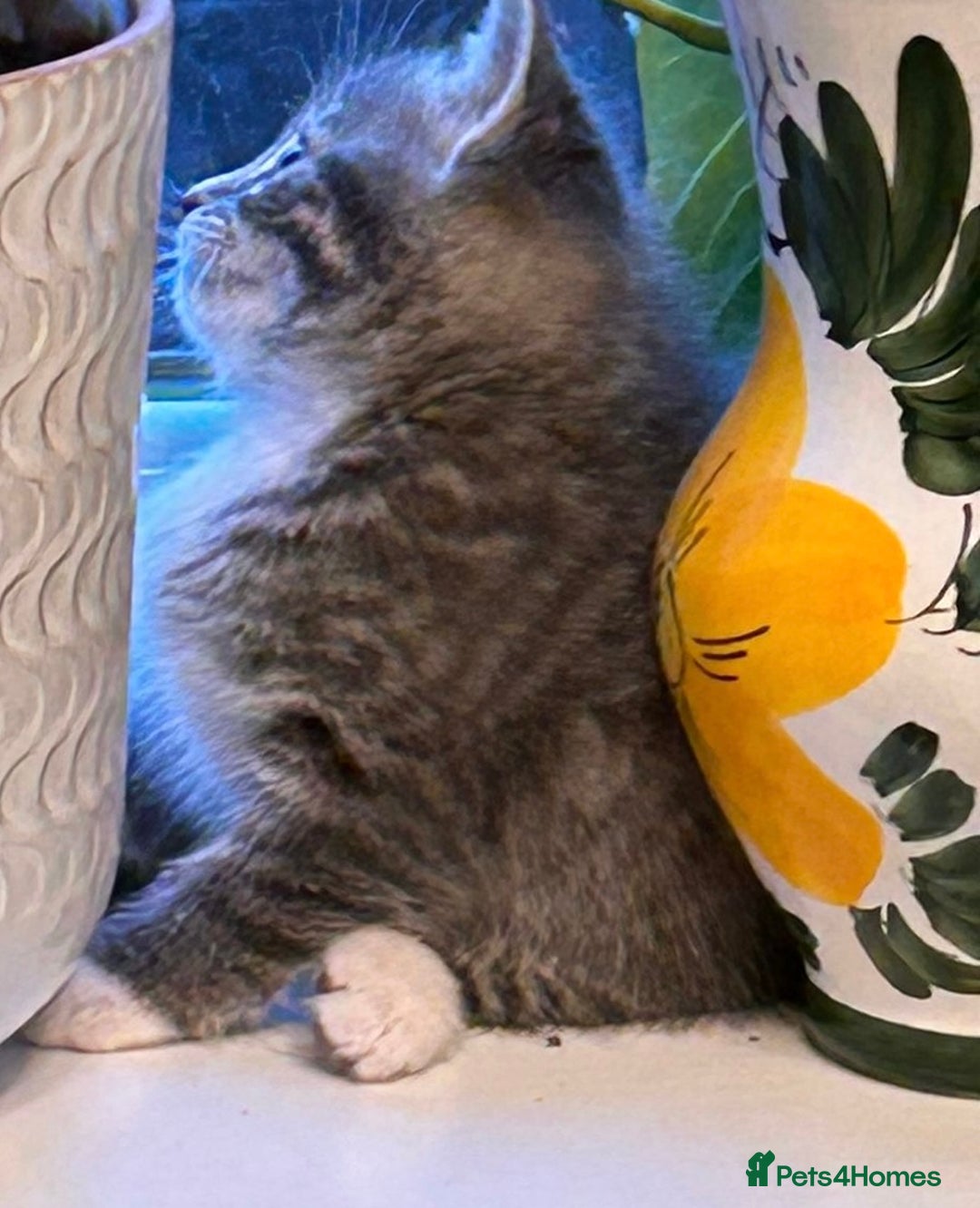 Ragdoll cats for sale: Ragdoll cross kittens  - Image 5