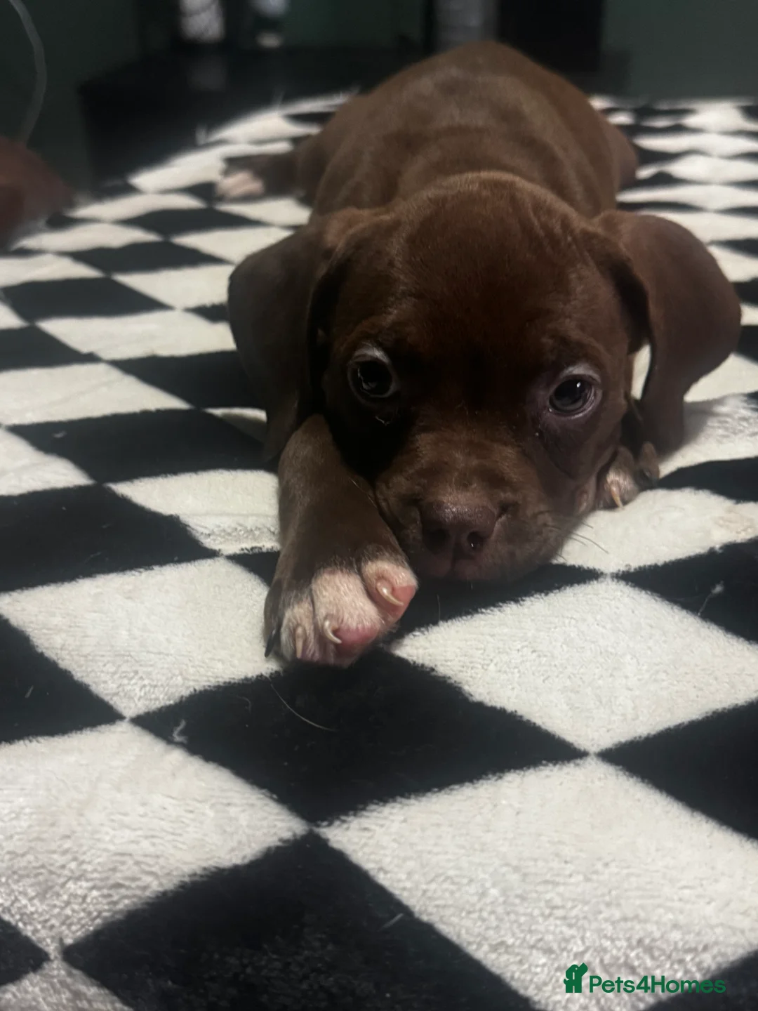 Mixed Breed dogs for sale: ‼️‼️ 3 puppies left. Urgent ‼️ ‼️‼️ - Advert 4