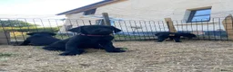 Mixed Breed dogs for sale: Black Labrador puppies - Devon - Advert 9