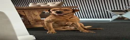 Labrador Retriever dogs for stud: Red fox Labrador for stud (Ralph) - Advert 3