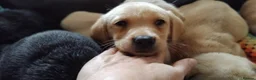 Labrador Retriever dogs for sale: Here come the boys! - Advert 7