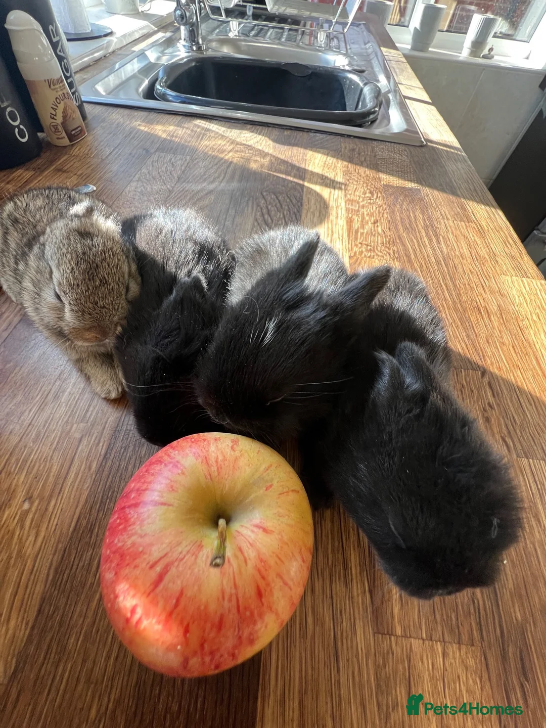 Mini Lop rabbits for sale: 4 baby mini lops ☀️🍓 - Advert 2
