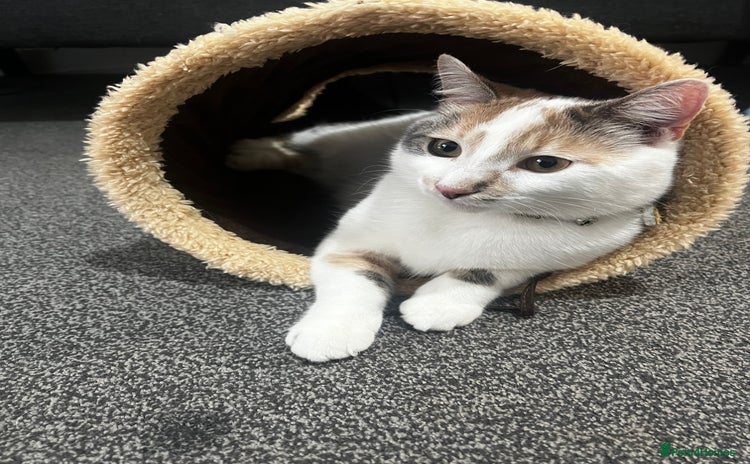 Mixed Breed cats - Advert 10