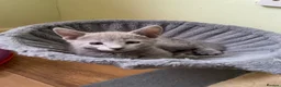Russian Blue cats for sale: TICA 5* pedigree Russian blue kittens  - Advert 5