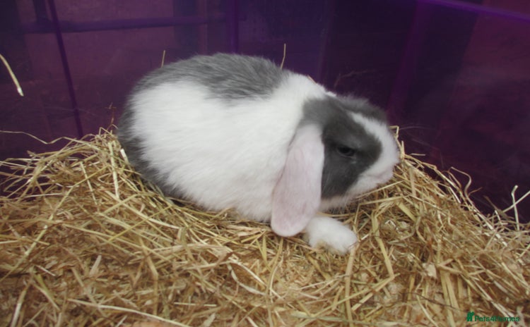 Mini Lop rabbits - Advert 4