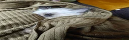 Ragdoll cats for sale: Lucky boy - Advert 5