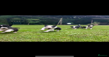 Border Collie dogs - Advert 4