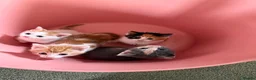 Mixed Breed cats for sale: BEAUTIFUL KITTENS in Cullompton - Advert 7