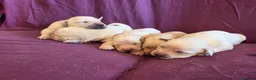 Goldador dogs for sale: Gorgeous KC Line Goldador Puppies 🐾  - Advert 1